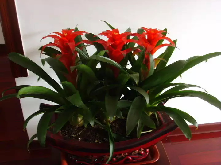 2、屬兔人養什麼植物最旺財:十二生肖種什麼植物能旺財