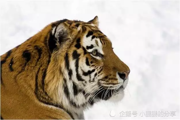 5、74年屬虎女一生有哪三大坎:我74年屬虎的女人一生有幾個兒子?