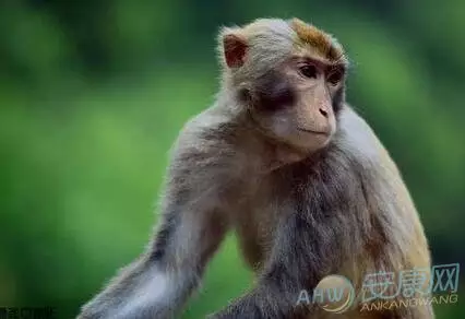 屬猴是哪年出生的最好：屬猴是哪幾年生的？