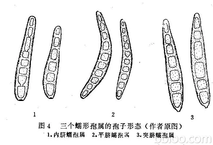 絲孢酵母屬相對品貌15%：酵母菌會不會在-18℃中失效