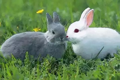 1、年屬兔一生命運如何:年屬兔的命運