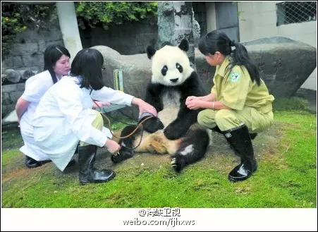 男狗配女鼠的婚姻好不好：男屬狗女屬鼠婚姻如何