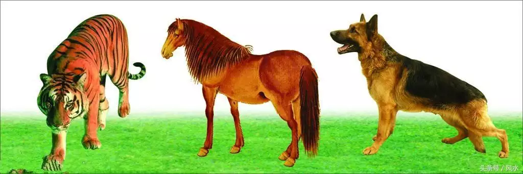十二屬相哪種動物孝順：十二生肖什麼肖最孝順