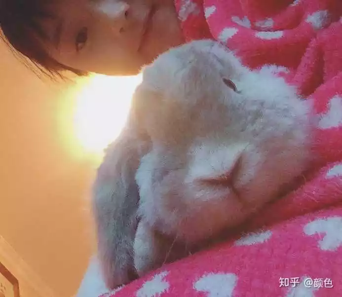 2、兔子養超過三年就會成精:兔子養久了和人有感情嗎？