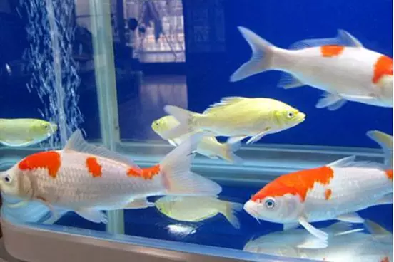什麼屬相的人能養金魚：什麼樣的人適合養金魚