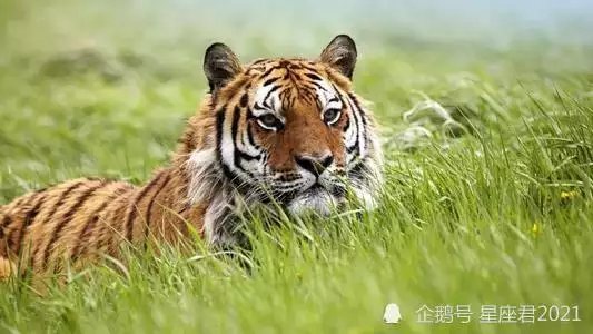 2、屬虎女和屬虎婚配好欠好:屬虎和屬虎的相配嗎？