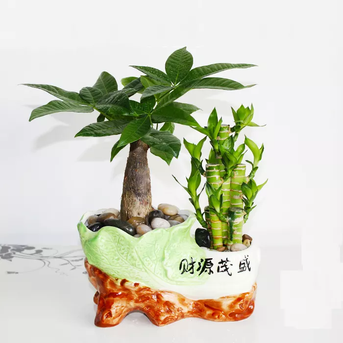 2、小發財樹盆景圖片:發財樹怎麼養啊，小盆景的！