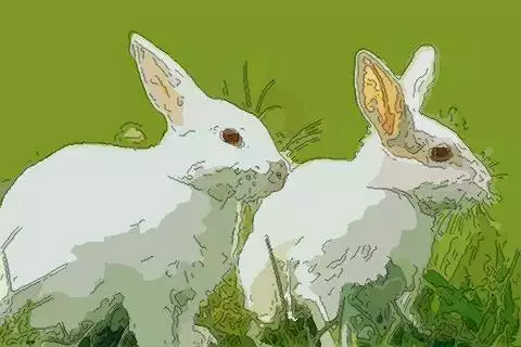 年屬兔感情婚姻咋樣：年屬兔人的運程如何？