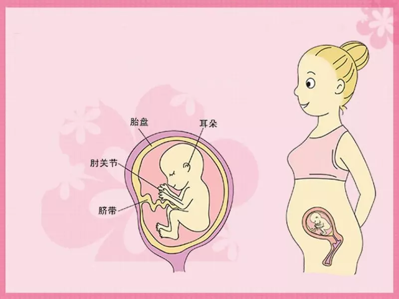孕婦幾個月後不能平躺：懷孕幾個月後不宜側睡要平躺