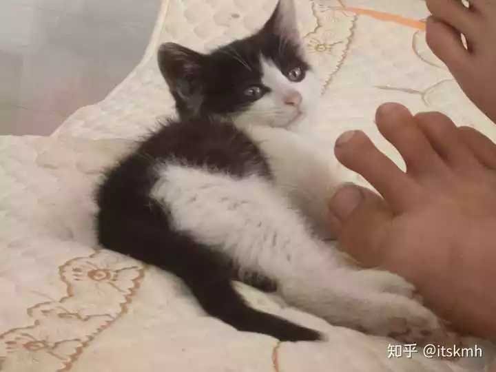 養貓最隱諱屬相的男子：什麼屬相不能養貓