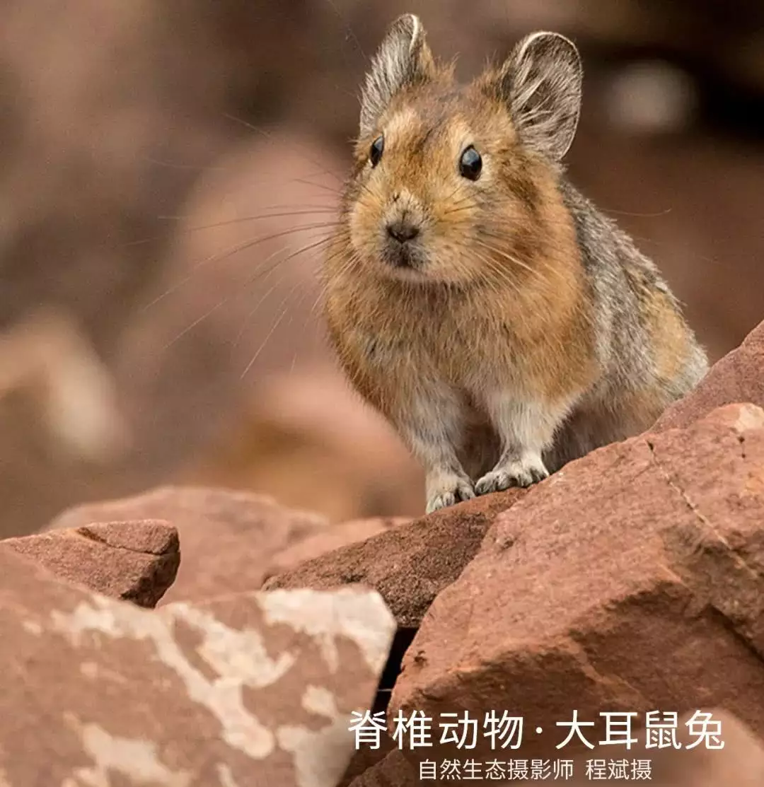 我的屬相是兔子生個鼠寶寶好嗎：老公屬鼠，我屬兔生什麼屬相的寶寶好？