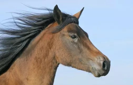 男屬馬女屬狗生個屬相什麼：男屬馬和女屬狗的婚姻能分手嗎