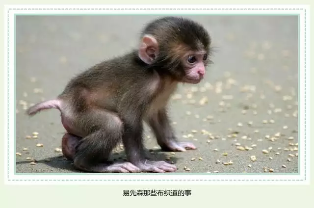 女屬猴和男屬虎的婚姻如何：男屬虎女屬猴能婚配嗎