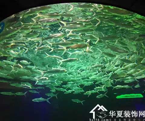 已婚女人夢見抓好多魚：已婚女人夢見抓好多魚