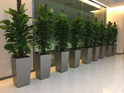 4、適合結婚送的植物盆栽:哪些盆栽植物有利於夫妻婚姻和睦