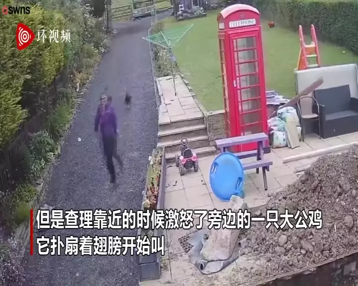 雞飛狗跳滿街跑是什麼屬相：雞飛狗跳滿街跑。猜一生肖