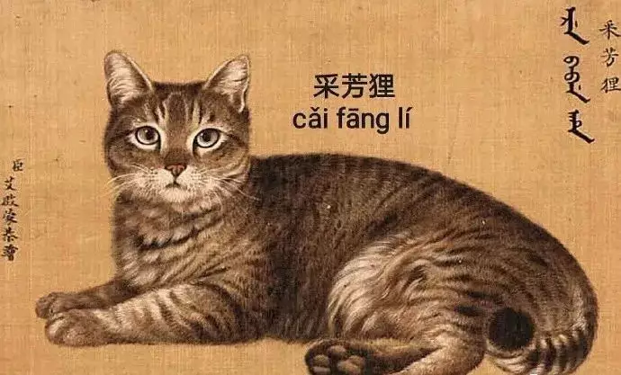 給貓咪取名字最佳屬相：給貓咪起名字