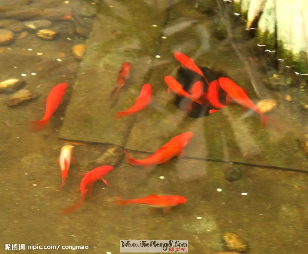 女人夢見紅鯉魚在水裡游：夢見紅鯉魚是什麼意思？