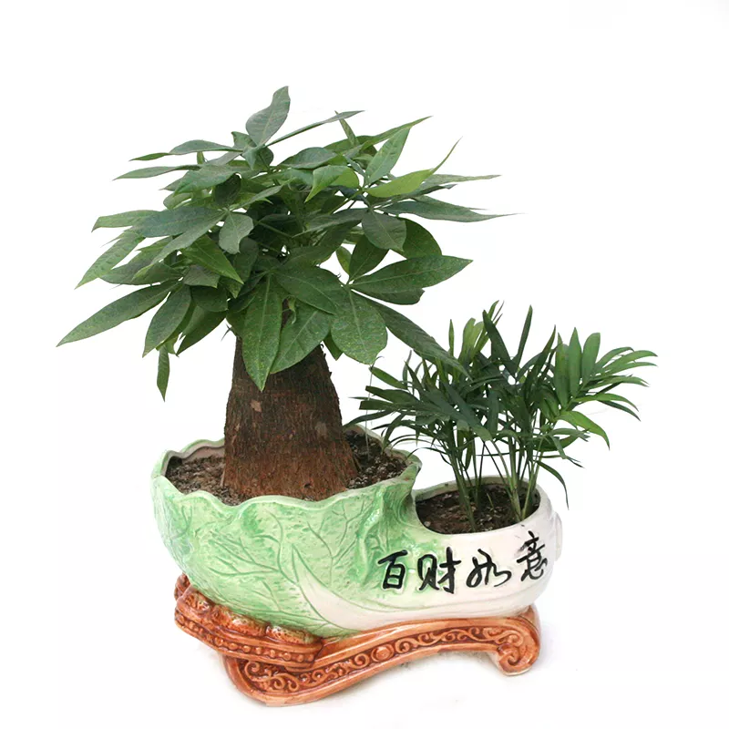 2、招財進寶樹和發財樹:發財樹的花語是什麼