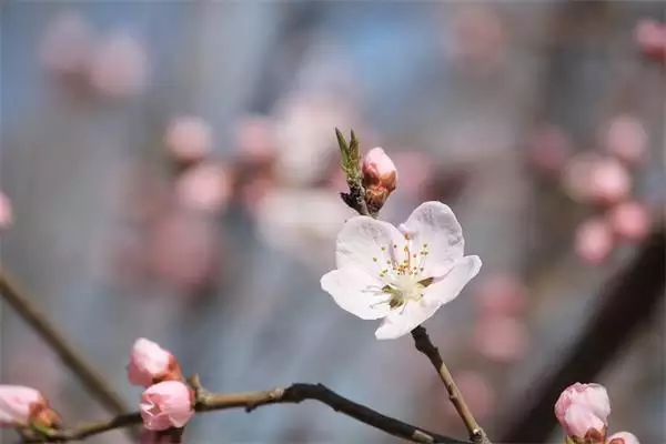 6、請根據生辰八字回答預測學難題：正緣桃花農曆哪一年哪一月會盛開？