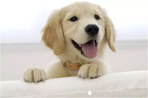4、年屬狗39歲的桃花劫:年屬狗今年犯桃花怎麼辦