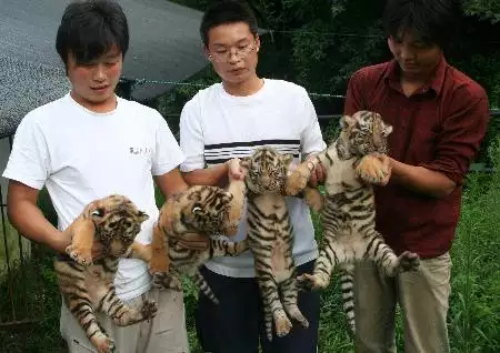 4、屬虎的孩子克父母:屬羊的父母和屬虎的孩子相衝嗎？