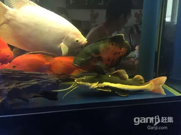 6、招財貓魚吃啥:15厘米小招財貓魚吃什麼
