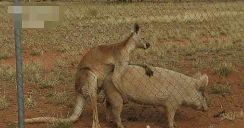 1、收集一種動物界有趣的婚配行為:動物界“婚配製度”是怎樣的？