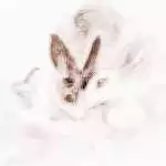 屬兔和牛的同事用什麼屬相化解：屬兔適合和什麼屬相的人合夥做生意