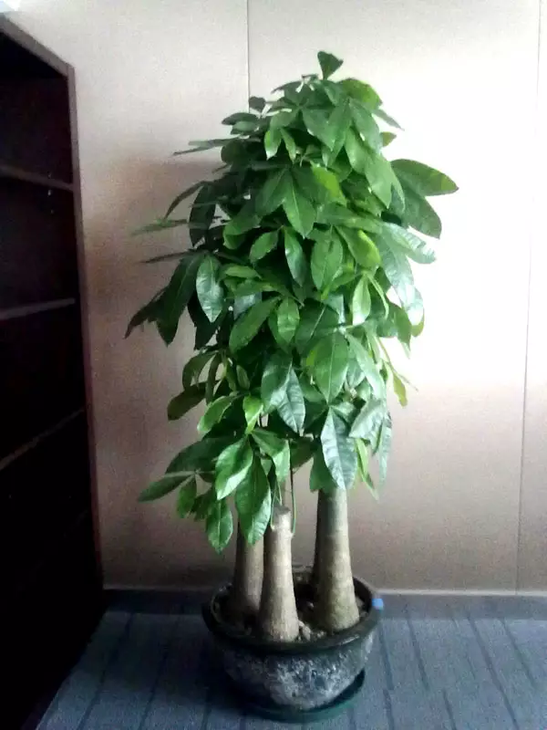 1、三株發財樹種同一盆好嗎:發財樹三株種在一個盆里 有一株恭弘=叶 恭弘子發黃 其他兩株還好