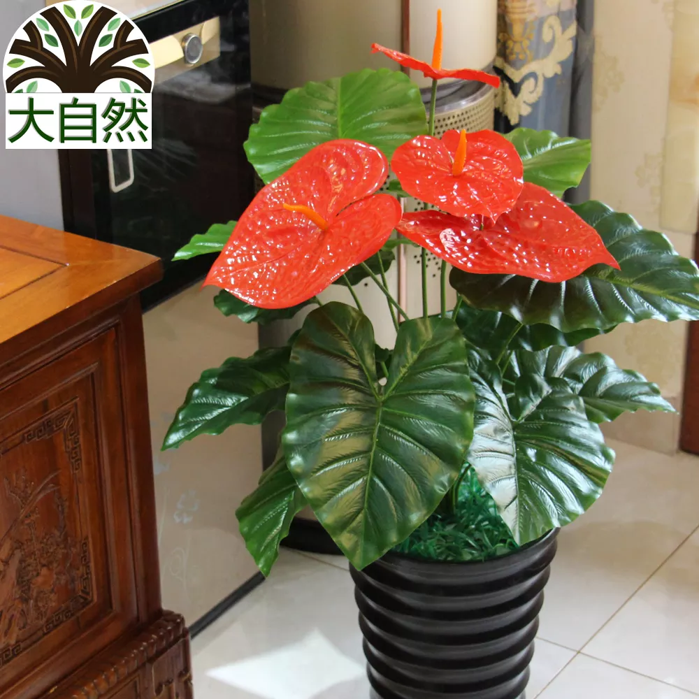 3、客廳放什麼花最旺財:客廳放什麼植物旺財而且全家身體好