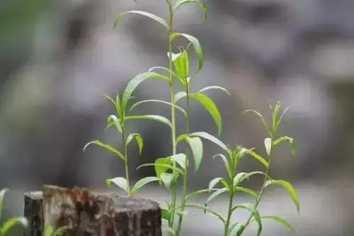 2、總是運氣不好如何轉運:運氣不好,如何轉運?