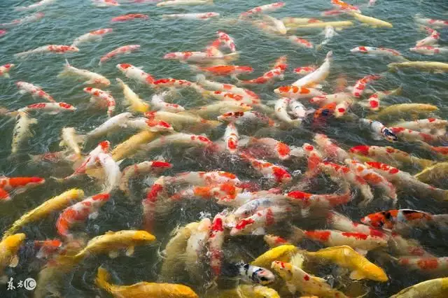 女人夢見在水裡抓到活魚又不是魚：夢見自己在水裡捉到許多魚和蝦是什麼意思