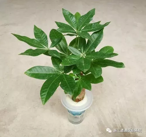 1、發財樹的培養:發財樹旳培育