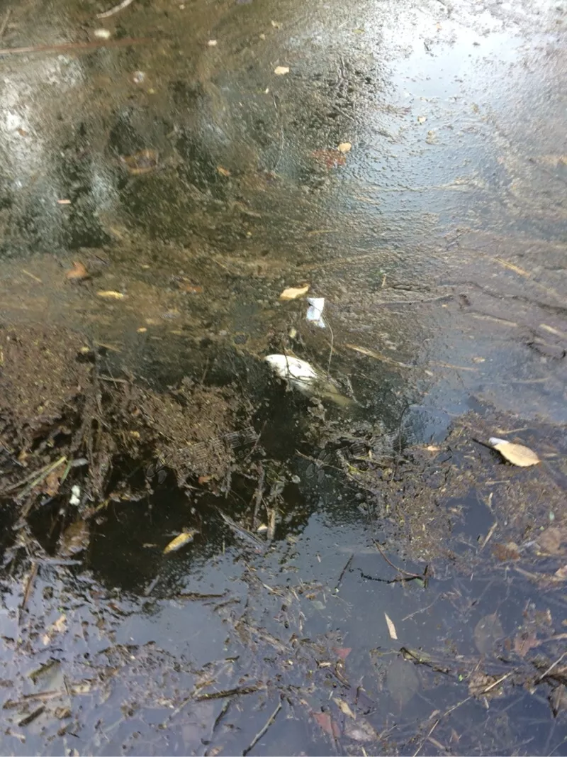 女人夢見好多死魚沒有水：夢見一坑快沒水了裡邊全是魚中間好有一特大的