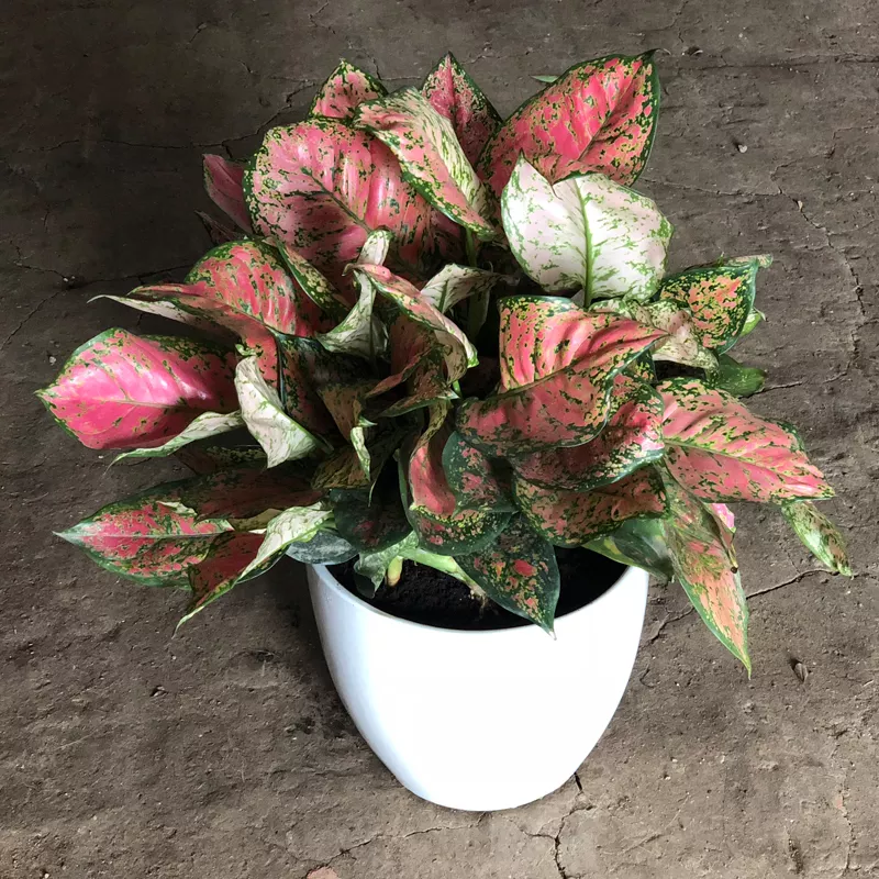 1、室內十花:室什麼花旺財 十種旺財植物介紹
