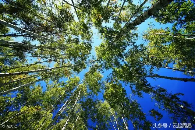 5、（女）年的爐中火命和（男）年的松桑木相剋嗎?