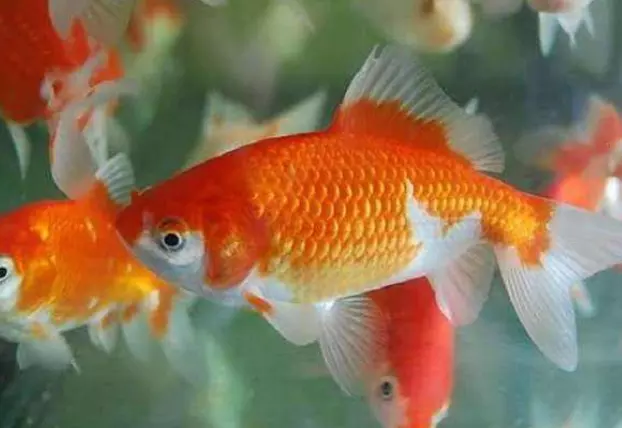 3、喜歡養魚的男人啥性格:養魚的男人有什麼缺點