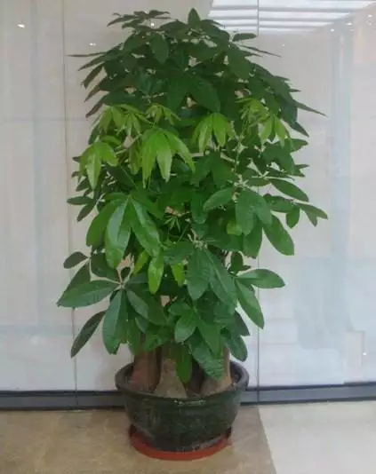 6、發財樹的價格:發財樹什麼價格