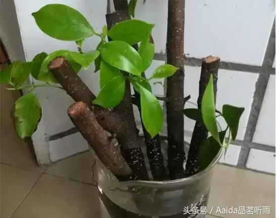 2、招財樹怎麼插枝才能活:怎樣扦插發財樹才更容易生根呢？