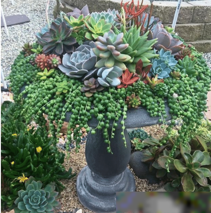 3、植物的養殖方法:子寶植物怎麼養