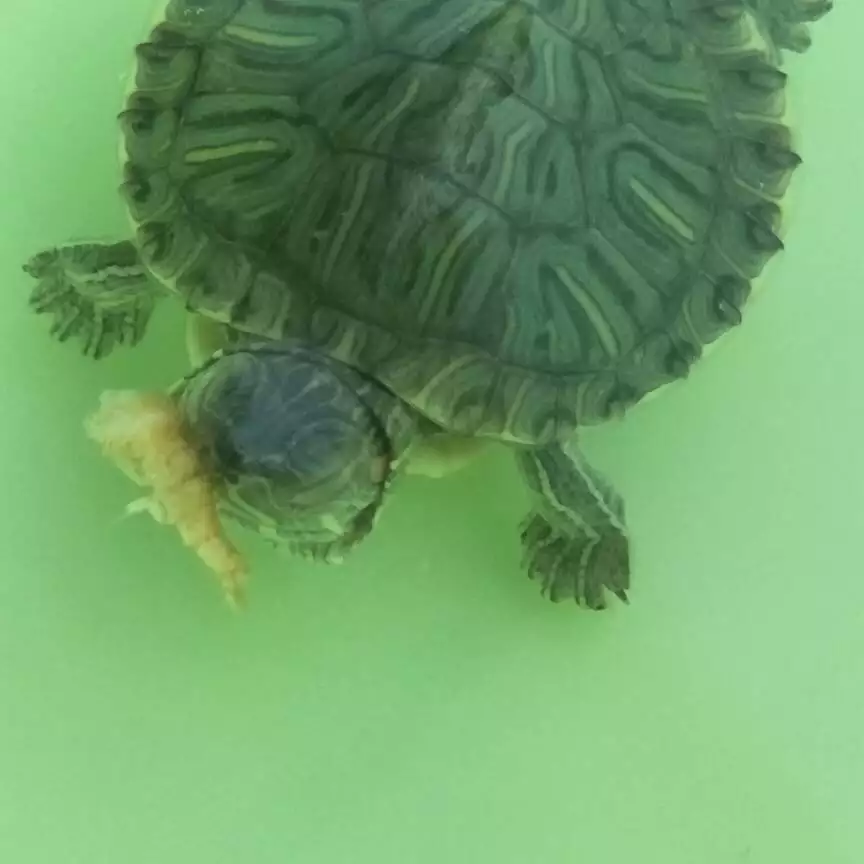 巴西龜寧願餓死都不吃東西：巴西龜不吃東西怎麼辦