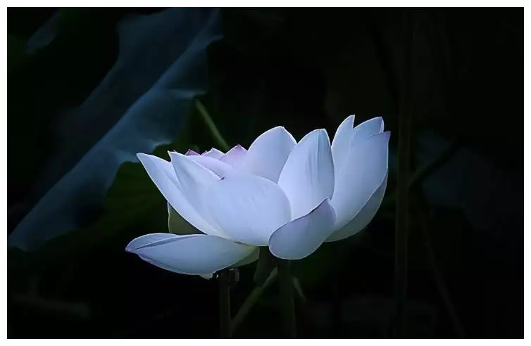 生肖內里什麼屬相是水性楊花的：水性楊花是指什麼生肖
