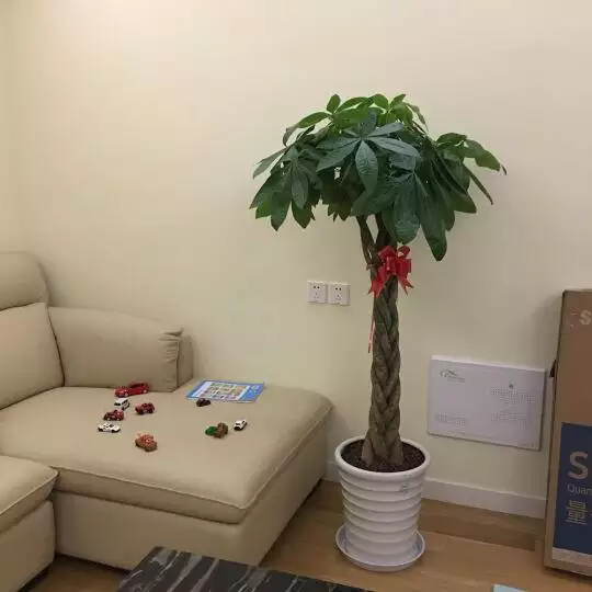 1、客廳放什麼植物好風水又好養:客廳養什麼植物 客廳植物風水大全