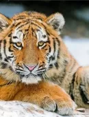 男猴和女虎的屬相合不合：男屬猴的配女屬虎好欠好