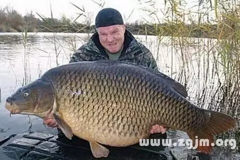 空手抓到魚的周公解夢：晚上夢見空手抓到魚好嗎？