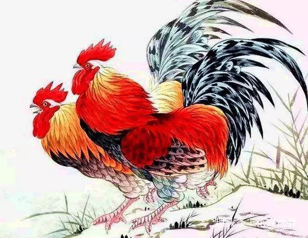 1、81年屬雞41歲有一災:81年雞人40歲后命運
