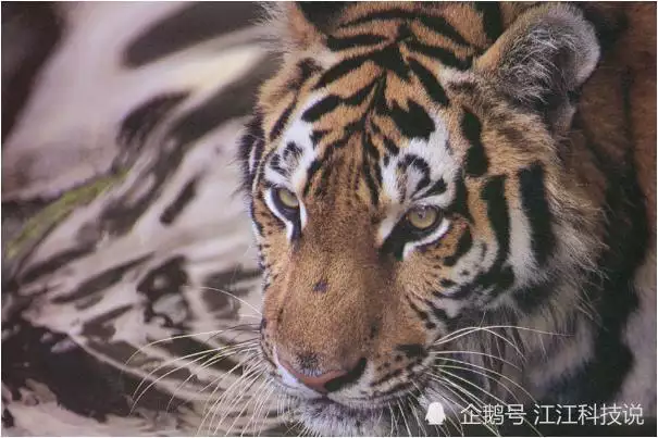 2、年屬虎的今年多少歲了:屬虎的今年多大周歲