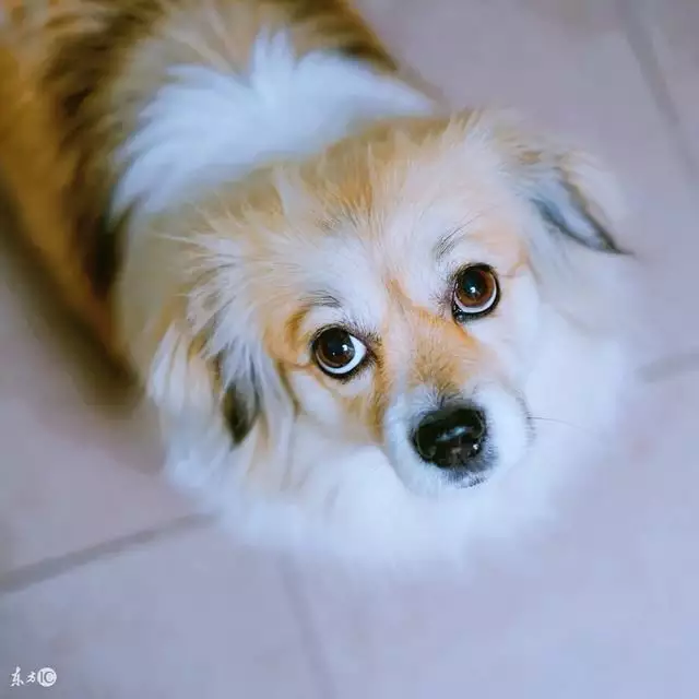 年屬狗女的婚姻和命運：生肖狗一生的財運貴人