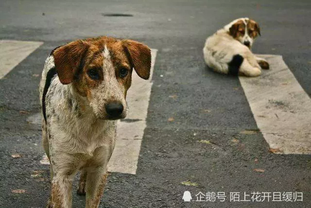 1、狗死了主人運勢:小狗死了，是為主人擋災去世的嗎